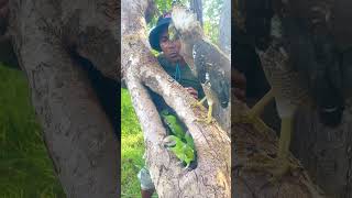 A man catch beauty parrots on a nest part 04 nightparrot superbparrot swiftparrot parrotlet [upl. by Damas]