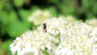 Ichneumon wasp sp [upl. by Adnahsam774]