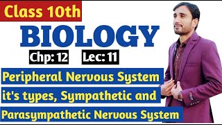 Peripheral Nervous System amp its types  Sympathetic amp Parasympathetic Nervous system 9th Lec 11 [upl. by Swanson]