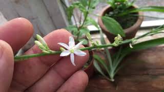 How to Propagate Your Spider Plant [upl. by Enined]