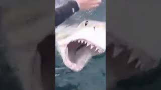 Mettre en confiance et caresser un requin blanc  ushaka animaux [upl. by Jess563]