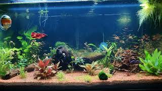 Betta Tank  Nemo the Koi and a lot of Corydoras pygmaeus [upl. by Eronel848]