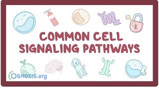 Common cell signaling pathway [upl. by Eirrab457]