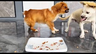 Funny Puppies Food Review Videos 🐶🍲 Petify TV Dogs Series 7 🐕💕 Petify TV puppies food review 2024 [upl. by Nnaeus]