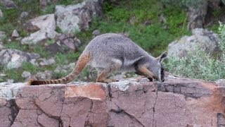 Yellow Footed Rock Wallabies [upl. by Haras]