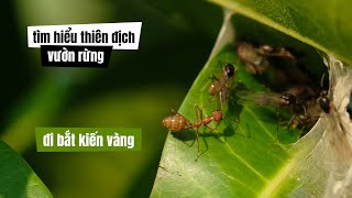 51 Đi rừng bắt kiến vàng  Cắt tía tô dại làm tinh dầu [upl. by Yrrehc]