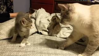 5 week old kitten vs daddy cat [upl. by Eluj]