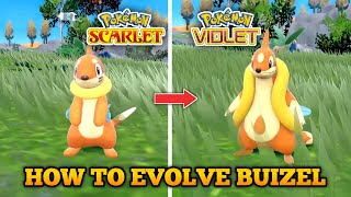 How To Evolve Buizel Into Floatzel In Pokemon Scarlet and Violet [upl. by Bruno]