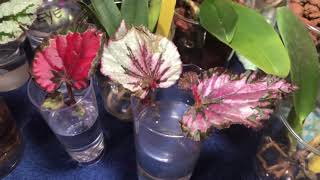 Rex Begonia  Propagation amp Water Culture [upl. by Ozkum250]