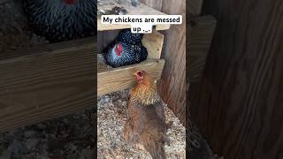 What is wrong with my chickens chickens chickenshorts chicks funny backyardchickens [upl. by Githens]