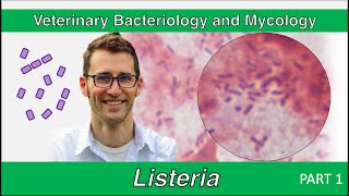 Listeria Part 1  Veterinary Bacteriology and Mycology [upl. by Annodal]