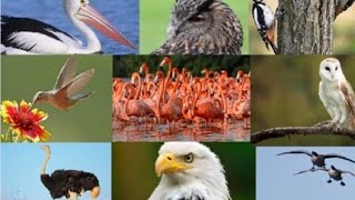 15 Amazing Facts About Birds [upl. by Dareen]