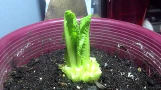 Time Lapse of romaine lettuce growing from a Cut off stump [upl. by Nylessej408]