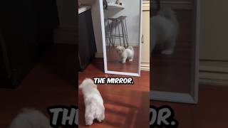 How A Maltese Dog Reacts When It Sees Itself In The Mirror milucho shorts maltese dog pets [upl. by Ainollopa128]