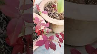 How do we take care of the Desi Rose PlantCutting and care of Desi rose plant [upl. by Ahkeber878]