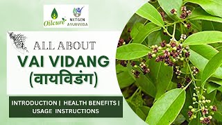 Vai Vidang  Embelia Ribes  Health Benefits Revealed Wellness  Usage  Vidanga [upl. by Artimas775]