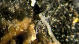 Benthic Ctenophores in Bocas del Toro [upl. by Wiley]