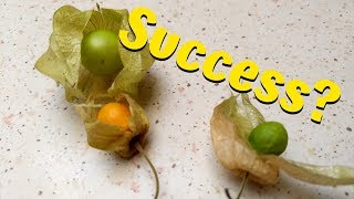 How To Grow Golden Berry From Seed  Starting Physalis Peruviana  27012017 [upl. by Marcell]