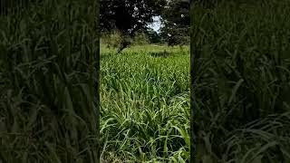 Híbrido de Panicum Carcará en Escárcega Campeche [upl. by Amund]