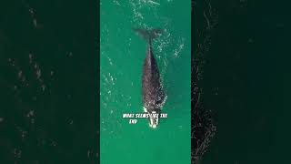 What Happens When a Whale Dies Edit whale ocean marinelife [upl. by Hafital729]