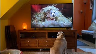 5 Years Later This Bulldog Hasn’t Forgotten Budweiser’s “Lost Dog” Commercial [upl. by Sseb591]