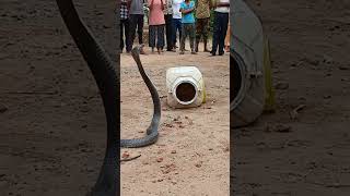 indian spectacled cobra rescue snakerescue rescue snakehelpline kingsnake cobra [upl. by Ailemor]