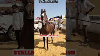 Stallion dilkash sire dilbagh at pushkar fair 2024 [upl. by Beth975]