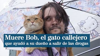 Muere Bob el gato callejero que salvó a un indigente de las drogas y lo lanzó a la fama mundial [upl. by Gabbi]