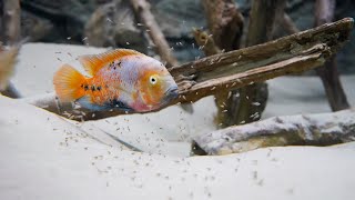 So züchte ich meine Buntbarsche im Aquarium  Vieja melanura  Quetzaluntbarsche cichlids [upl. by Ahsytal666]