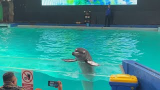 Dolphin Show at Ocean Dream Samudra Ancol Indonesia  FULL VIDEO  Live Performance [upl. by Devaj715]