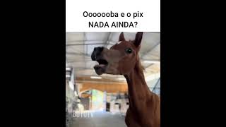 E o PIX Nada ainda memes animaisengracados animaisdublados comedia humor memesbr [upl. by Ardnikat]