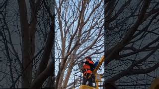 Do you like this job of pruning tree branches machinetools automobile [upl. by Butterfield]