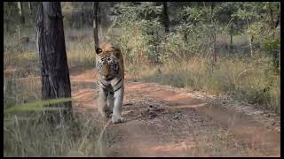 Belara gate tadobadadiyal male tiger 🐅 [upl. by Elahcar571]