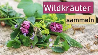 Wildkräuter amp Heilpflanzen ernten und verarbeiten ☘🌸 mit vielen Tipps von einer Expertin 👩‍🌾 [upl. by Rolland]