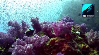 Diving Richelieu Rock part 1 Similan Islands Thailand [upl. by Granger]