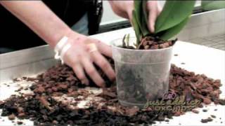 RePotting your Just Add Ice Orchid [upl. by Dannica]