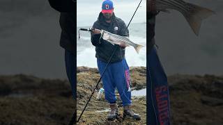 Catching striped bass with the bro Striperfishingadventures 978forever stripedbassfishing [upl. by Okoy1]