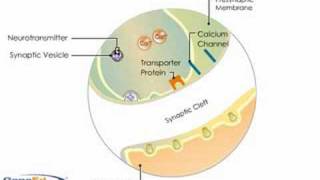 Synaptic Transmission [upl. by Halda899]