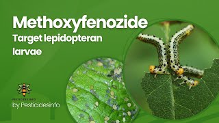 Methoxyfenozide Insecticide Mode of Action formulation Uses and Benefits for Pest Control [upl. by Enilarak]