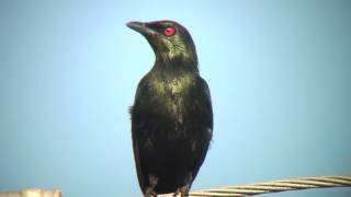 ミドリカラスモドキ（2）成鳥と幼鳥（タイ）  Asian Glossy Starling  Wild Bird  野鳥 動画図鑑 [upl. by Mapes95]