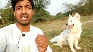 This dog understand the language of fingers  Amazing tricks by pomeranian  Dog training [upl. by Dira]