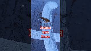 ХИЩНАЯ МУХА КТЫРЬ НА ОХОТЕ Predaceous Robber Fly Asiliidae Kyiv Ukraine [upl. by Nonrev]