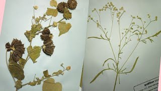 How to make Herbarium filewild plants [upl. by Gnoht176]