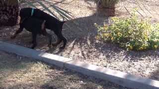 Doberman  European Doberman Pinscher Puppies  for sale [upl. by Eyahsal]