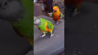 Funny birds 🐦 mashallah plz like amp share talentedbird parrotperformance birds cute [upl. by Llovera]