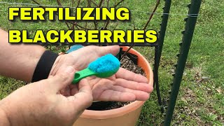 FERTILIZING BLACKBERRIES  A PROGRAM FOR SUCCESS [upl. by Adamok]