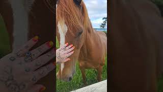 Matchy Matchy 💕 🐎 new zealand [upl. by Salba433]