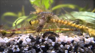 Asellus aquaticus colony young and old waterlouse aquatic sowbug searching food sharp closeup [upl. by Rimhsak]