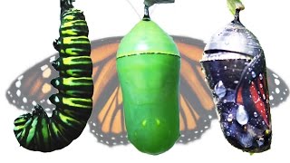 Monarch Butterfly Metamorphosis Timelapse FYV [upl. by Ahsiekan]