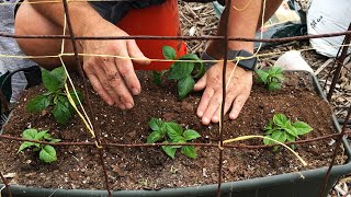 REPLANTING A CONTAINER WHAT YOU NEED TO KNOW earthboxgarden earthbox replantinganearthbox [upl. by Fisher]